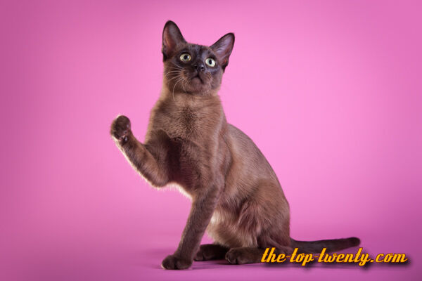 Tonkanese katze beliebte Katzenrasse